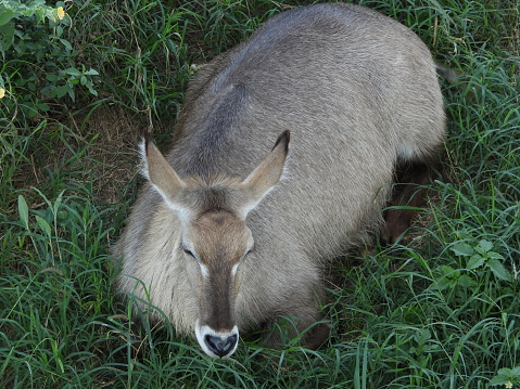 Water buck resting under the shade