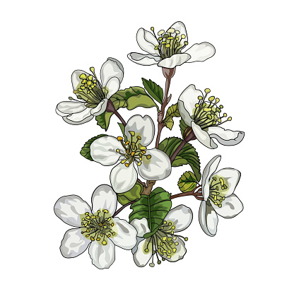 Isolated drawing of cherry, pear, apple flowers. Fruit flower for printing on textiles, blank for designers, logo, icon