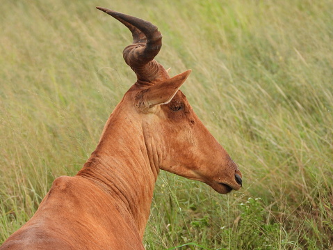 HarteBeest head shot