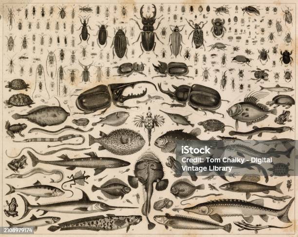 Insectand Fish Zoology Various Fish Insects Beetles Amphibians Turtle 1851 Print Stock ...