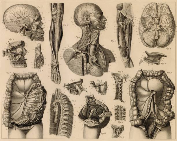 Discover our diverse collection of 1851 Johann Heck antique stock images, perfect for digital creatives. Explore historical maps, intricate anatomical prints, detailed botanical illustrations, and rich zoology and geology engravings. Ideal for designers, educators, and content creators seeking authentic, high-quality visuals to elevate their projects. Unlock a world of inspiration and add a touch of historical depth to your digital work with our meticulously curated images.