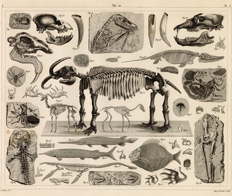 Discover our diverse collection of 1851 Johann Heck antique stock images, perfect for digital creatives. Explore historical maps, intricate anatomical prints, detailed botanical illustrations, and rich zoology and geology engravings. Ideal for designers, educators, and content creators seeking authentic, high-quality visuals to elevate their projects. Unlock a world of inspiration and add a touch of historical depth to your digital work with our meticulously curated images.