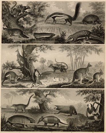 Discover our diverse collection of 1851 Johann Heck antique stock images, perfect for digital creatives. Explore historical maps, intricate anatomical prints, detailed botanical illustrations, and rich zoology and geology engravings. Ideal for designers, educators, and content creators seeking authentic, high-quality visuals to elevate their projects. Unlock a world of inspiration and add a touch of historical depth to your digital work with our meticulously curated images.