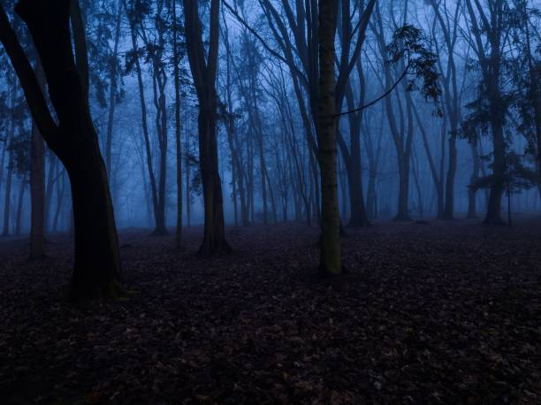 istock Scary autumn forest at dusk. 2108986985