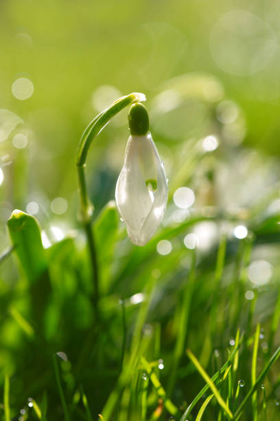 istock Soft focused macro snowdrops spring first oniony. Beautiful group of blooming white flowers, good for greeting postcard. 2108998278