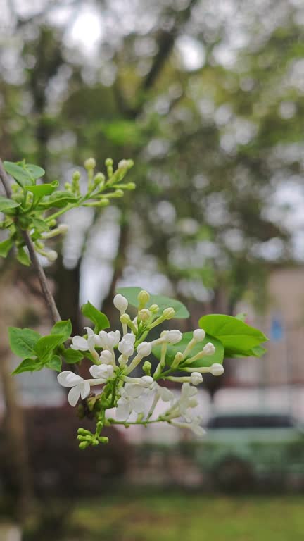 lilac flower bloom in spring