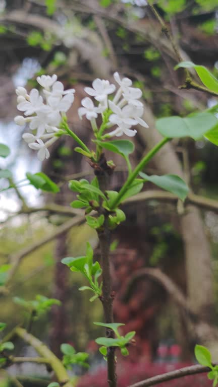 lilac flower bloom in spring