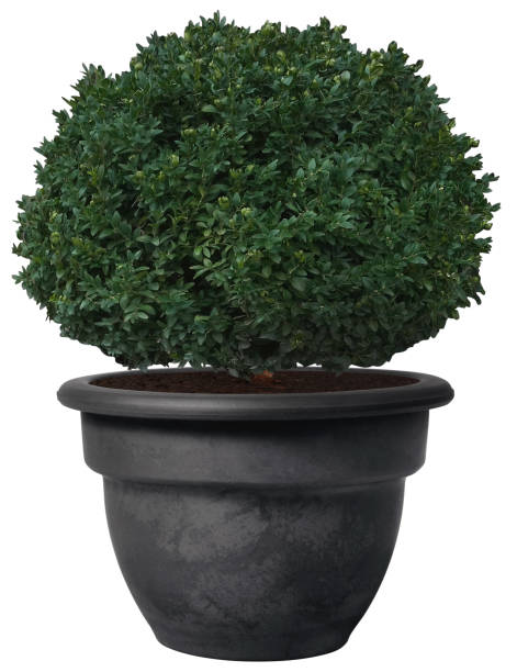 istock outdoor potted plant isolated mockup 2109014423