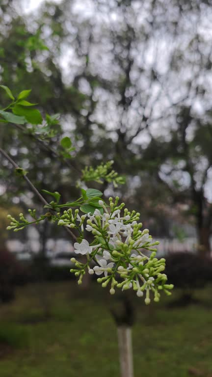 lilac flower bloom in spring