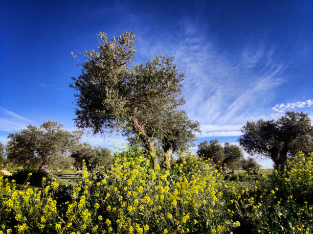 Olive Tree Growing Under The Sun In Italy .