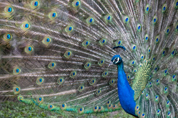 istock Closeup Image of a peacock dancing with its open feathers 2109025936
