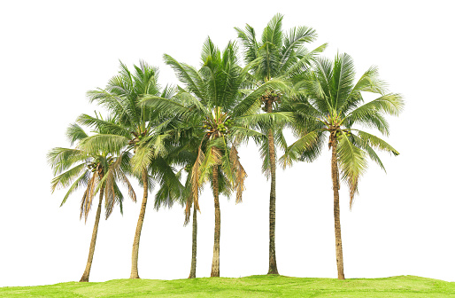 Tropical plant Coconut palm tree bush green meadows grass isolated on white background with clipping path.