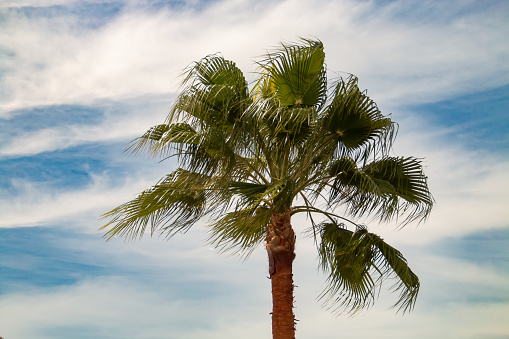 Palm tree with fan-shaped leaves with a sky of silky clouds in Sanlucar de Guadiana, Spain.
