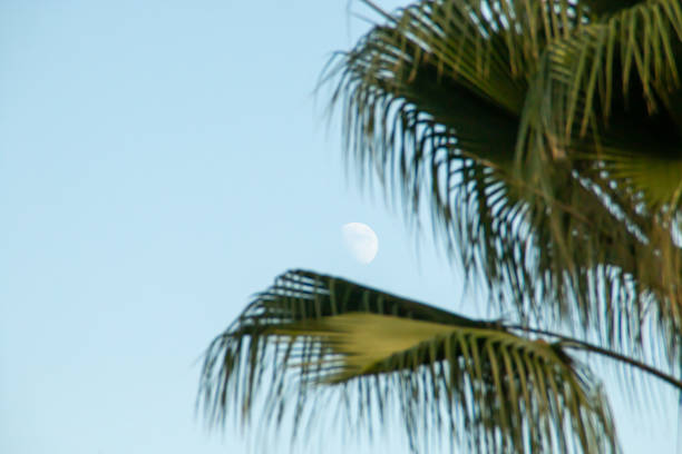 Natural background with a clear sky and the moon surrounded by fan palm leaves. Sanlucar de Guadiana, Spain.