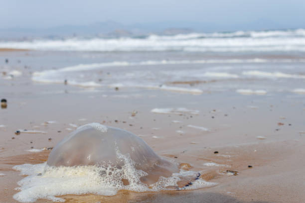 Large jellyfish on the sand during a storm on El Altet beach, Spain