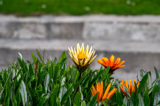 Fiori Gazania in vaso