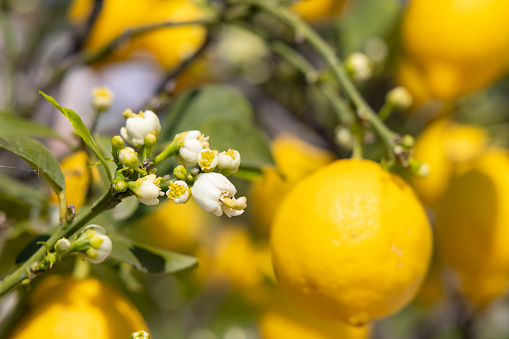 Bunches of fresh yellow ripe lemons with green leaves and flowers, Italy