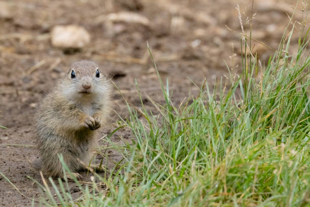 istock Ground squirrel colony (Syslovisko Biele vody), National park Muranska Planina, Slovakia 2109053408