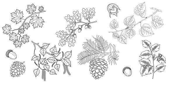 Set of branches with leaves. Maple, oak, linden, hazelnut, birch betula branch with leaves, pine cones. Vector illustration