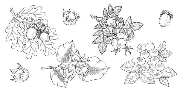 Vector illustration of Set of branches with leaves. Oak, hazelnut, blueberry, dog rose.