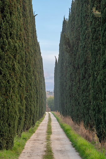 Viale con cipressi