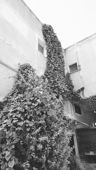 A Serene Black And White Capture Of Leafy Climbing Vines Taking Over The Exterior Of A Textured Urban Building, Blending Nature With The Built Environment
