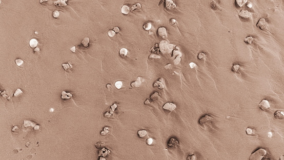Seashells And Stones On Sandy Beach, Tranquil Coastal Texture