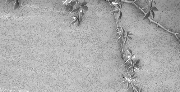 Vine On Textured Wall Monochrome Nature Artistic