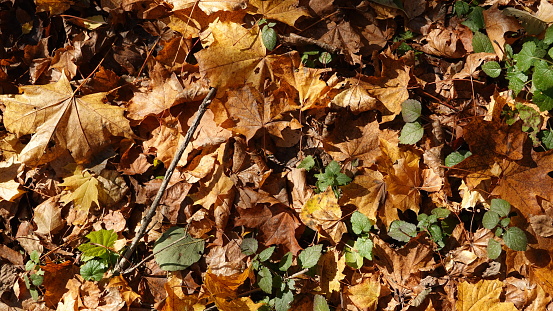 Autumn Whisper Fallen Leaves Earth's Carpet