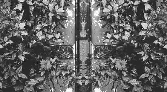 Symmetrical Black And White Ivy Reflection Urban Abstract