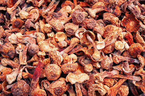 A variety of dried mushrooms background