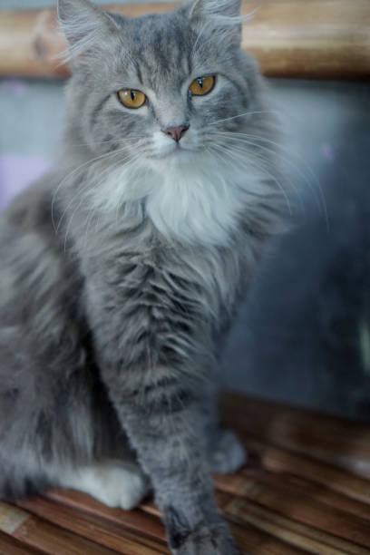 istock The British Longhair Cat 2109087117