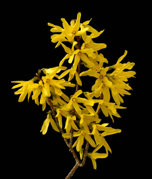 forsythenblueten, forsythia, intermedia - black box photos et images de collection