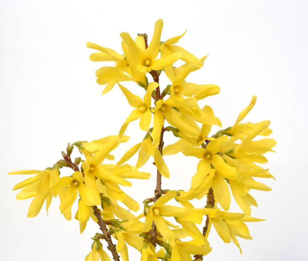 forsythenblueten, forsythia, intermedia - black box photos et images de collection