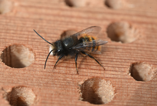 The horned mason bee, Osmia cornuta, is hard to miss with its bright red abdomen and is reminiscent of a bumblebee due to its size and thick hair.