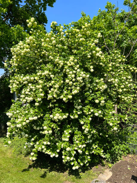 istock Schneeball, Viburnum, carlcephalum 2109093945