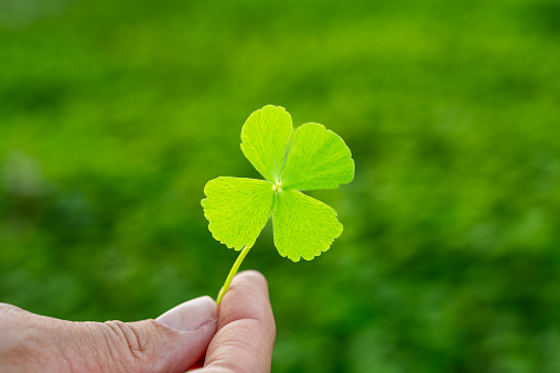 Anonymous person demonstrating good luck bringing fresh herbal four leaf clover stem in hand while standing in daylight against blurred greenery background