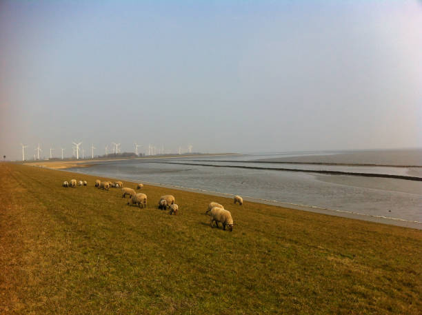 Little lambs in the meadow.