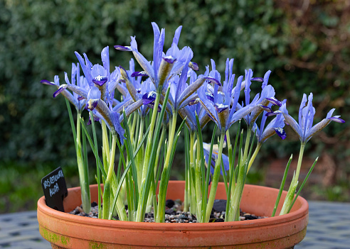 Iris Reticulata Alioda in flower in March, a dwarf, bulbous iris with narrow and erect leaves, England, United Kingdom