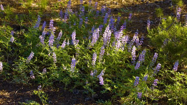 Wilderness area. Shrubs, and wildflowers. Colony of Silvery Lupine (Lupinus argenteus), beautiful the pea-like blue wildflowers in bloom