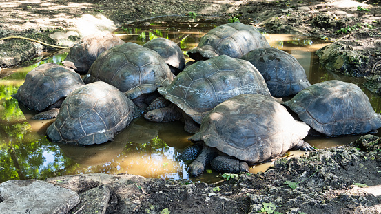 Giant tortoise Aldabra Zanzibar Prison Island Changuu - a few huge turtles in the pond water. High quality photo