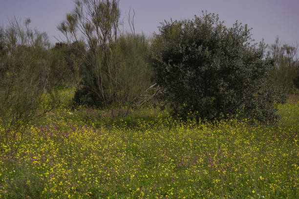 Nachal Shofet, Hashofet stream, Emek Hashalom