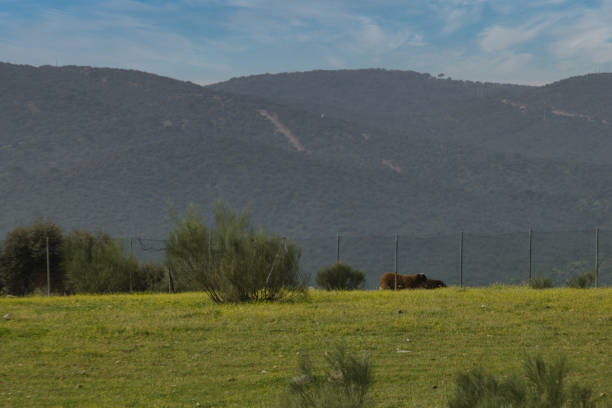 istock landscape, view, mountains, plants, trees, hiking, tourism, nature, spring, flora, spain, greenery, 2109124420