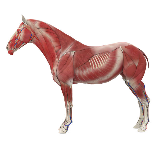 istock Horse Anatomy Muscular System 2109124934