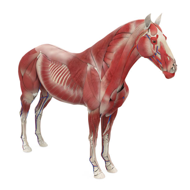 istock Horse Anatomy Muscular System 2109125972