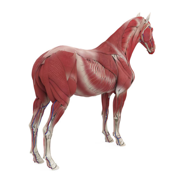 istock Horse Anatomy Muscular System 2109126497
