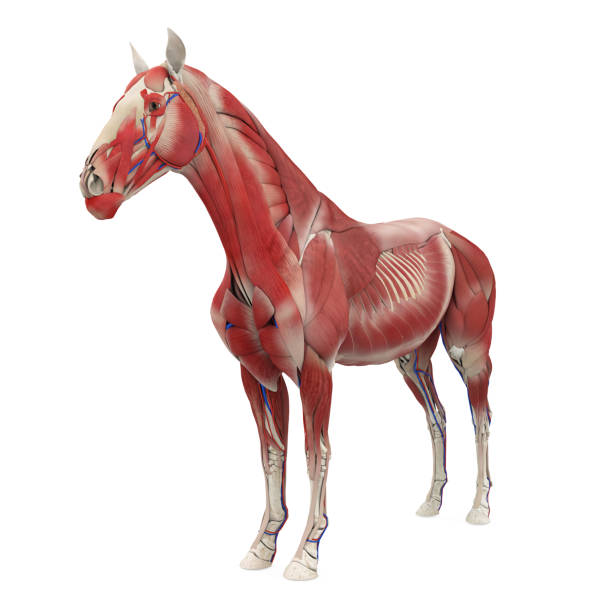 istock Horse Anatomy Muscular System 2109127522