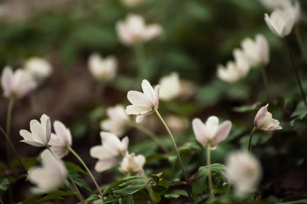 istock White anemone flowers growing in spring forest, natural seasonal background 2109147233