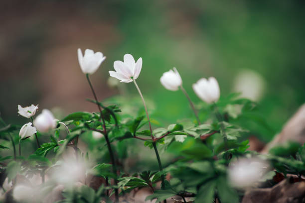 istock White anemone flowers growing in spring forest, natural seasonal background 2109149828