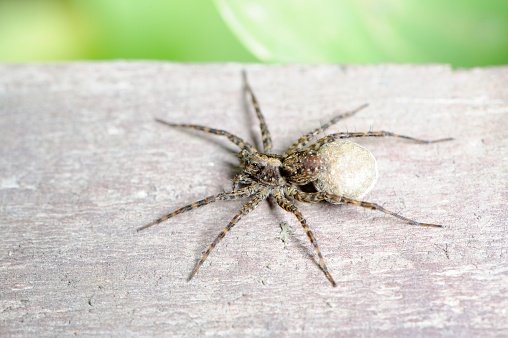 A close-up of wolf spider (lycosidae) with cocoon on wooden plank